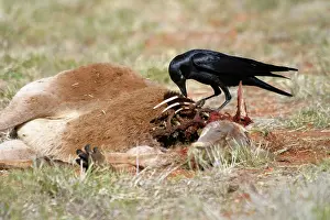 Roadkill: Little Crow - At road-killed Kangaroo