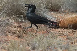 Roadkill: Little Crow - At roadkilled kangaroo. Smallest