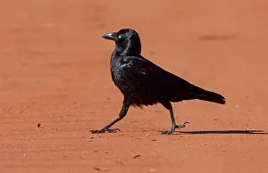 Bennetti: Little Crow - walking on dust road