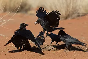 Crows: Little Crows - A flock feeding on animal remains