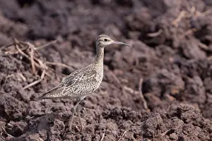 Minutus: Little Curlew