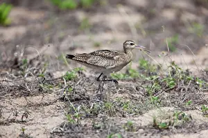 Minutus: Little Curlew - foraging behind the beach