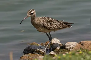 Hours: Little Curlew / Little Whimbrel - this bird spent
