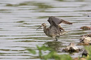 Curlews: Little Curlew / Little Whimbrel - with wings raised