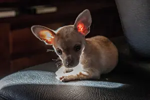 Chairs: little dog cross between pincher and chihuahua
