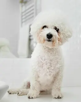 Nurse: little dog sitting bathroom