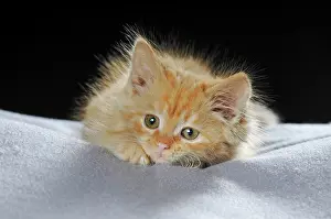 Mackerel: Little domestic cat, longhaired, red mackerel, 7