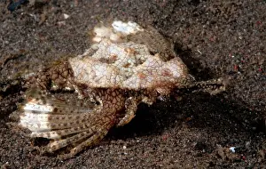 Dragonfish: Little Dragonfish