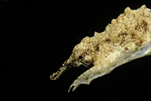 Pegasus: Little Dragonfish
