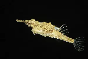 Pegasus: Little Dragonfish