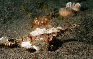Dragonfish: Little Dragonfish
