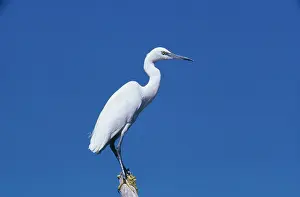 Gillean White: LITTLE EGRET
