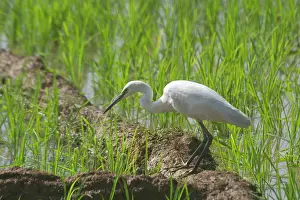 Paddies: Little Egret