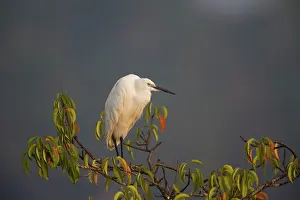 Garzetta: Little Egret