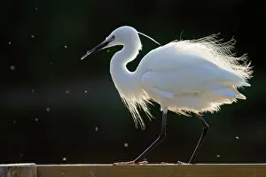 Garzetta: Little Egret