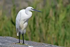 Garzetta: Little Egret
