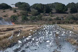 Garzetta: Little Egret