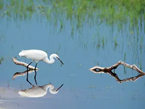Garzetta: Little Egret