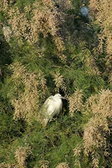Garzetta: Little Egret