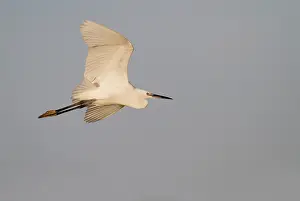 Garzetta: Little Egret