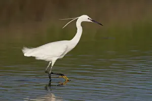 Garzetta: Little Egret