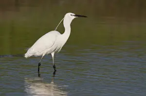 Garzetta: Little Egret