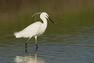 Garzetta: Little Egret