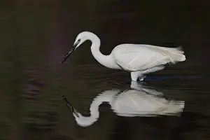 Garzetta: Little Egret