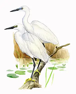 Garzetta: Little Egret