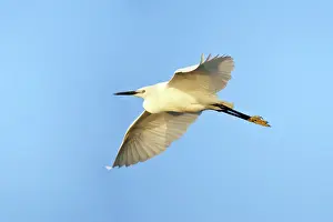 Garzetta: Little Egret