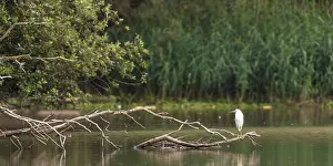 Garzetta: Little Egret