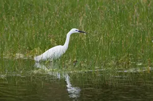 Garzetta: Little Egret