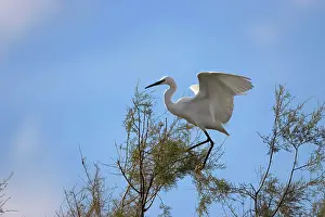 Garzetta: Little Egret