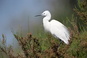 Garzetta: Little Egret