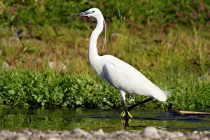 Greece: Little Egret