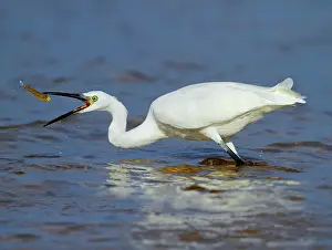 Garzetta: Little Egret adult fishing