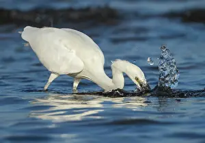 Garzetta: Little Egret adult fishing