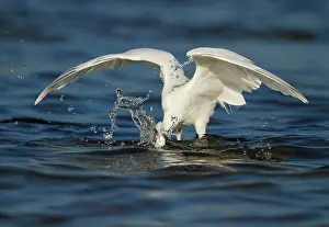 Garzetta: Little Egret adult fishing