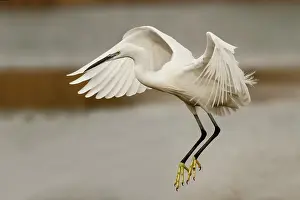Garzetta: Little Egret adult in flight above the water