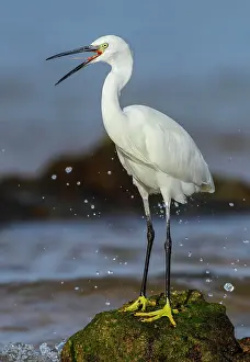 Garzetta: Little Egret adult perched on rock with beak open