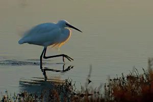 Garzetta: Little Egret - Camargue - France