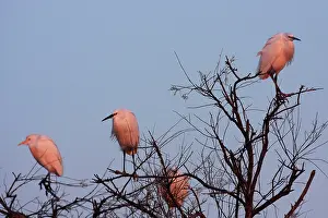 Garzetta: Little Egret - Camargue - France