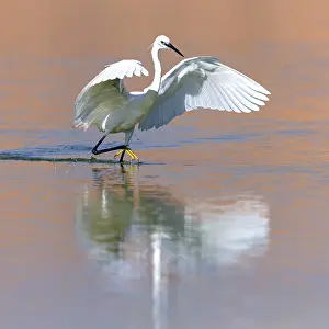 Oman: Little egret (Egretta garzetta), Raysut, Salalah, Dhofar
