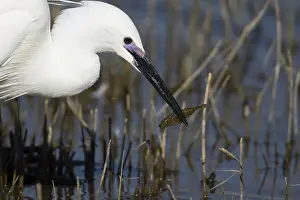 Bony Fish: Little egret (Egretta garzetta) adult bird with a Stickleback fish for food in its beak
