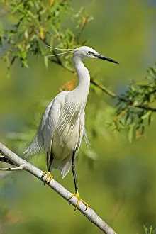 Garzetta: Little Egret (Egretta garzetta) in the Danube