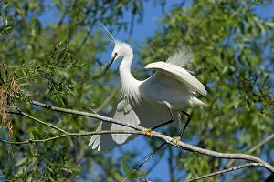 Garzetta: Little Egret (Egretta garzetta) in the Danube