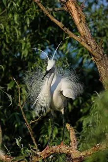 Garzetta: Little Egret (Egretta garzetta) in the Danube