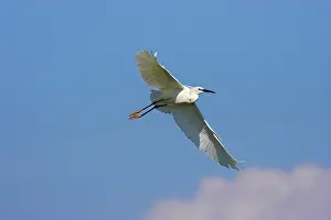 Garzetta: Little Egret (Egretta garzetta) in the Danube