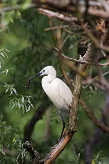 Garzetta: Little Egret (Egretta garzetta) in the Danube