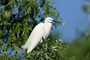 Garzetta: Little Egret (Egretta garzetta) in the Danube